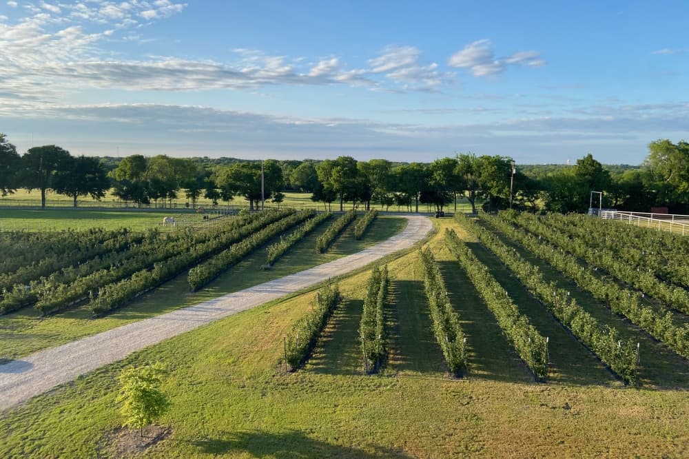 Sunset Trail Farm to bring blackberry picking to north McKinney