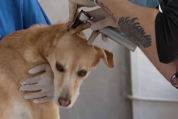 North Dallas Veterinary Emergency & Specialty Hospital opens in west Frisco