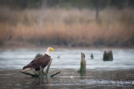 Planned projects will protect Bay Area green spaces