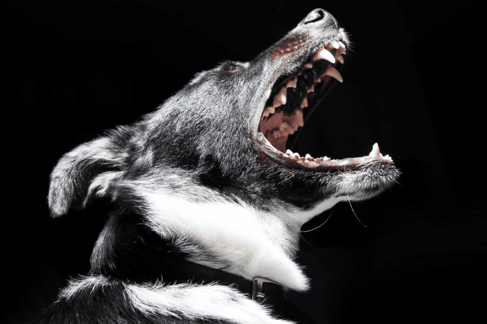 Shavano Park puts more bite into aggressive dog laws