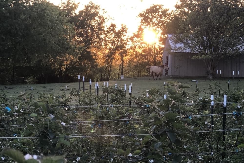 Blackberry picking, tree canopy investments & aircraft engines: 9 trending stories in Dallas-Fort Worth