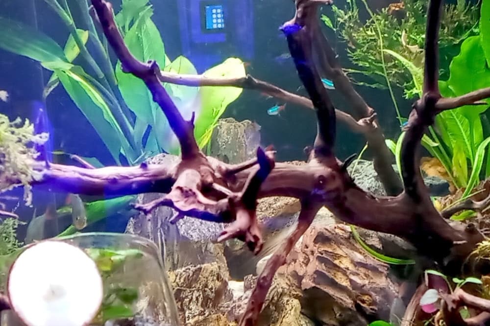Sea Hare Aquatics: Shop near Stone Oak offers marine life, hobbyist tips