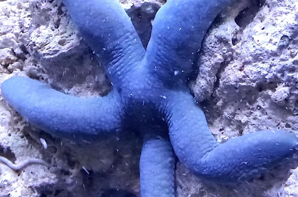 Sea Hare Aquatics has more than 50 invertebrates, including starfish, snails, crabs and reef lobsters. (Edmond Ortiz/Community Impact)
