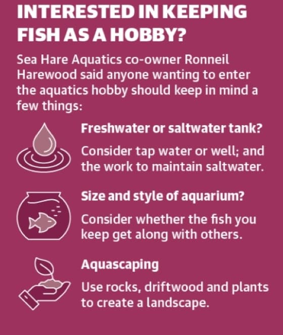 Sea Hare Aquatics guides beginning fish hobbyists with information, supplies, service and more. (Sea Hare Aquatics/Community Impact)