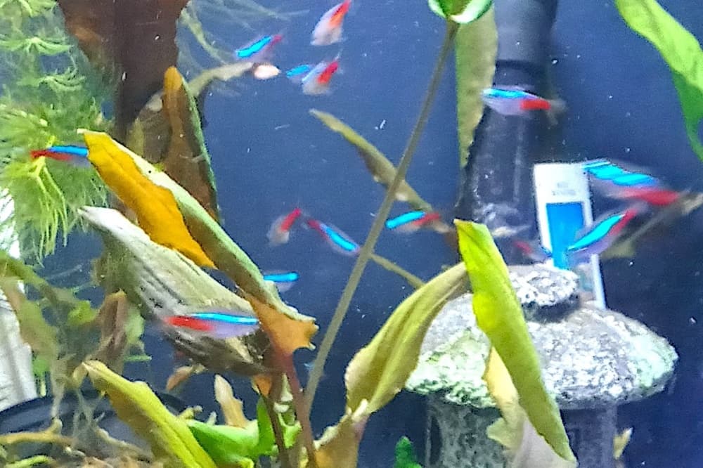 Sea Hare Aquatics offers 200-plus species of freshwater fish, such as tetras, as well as saltwater fish. (Edmond Ortiz/Community Impact)
