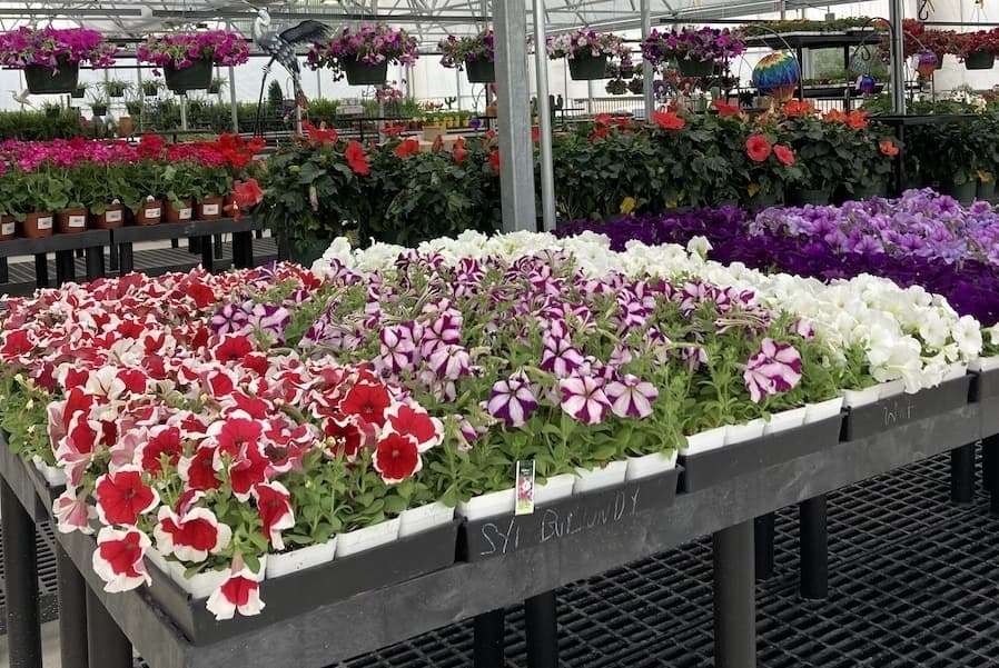 Calloway’s Garden Center & Nursery now open in Cedar Park