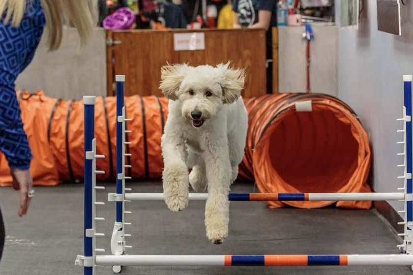 New dog training business to open May 6 in Highland Village