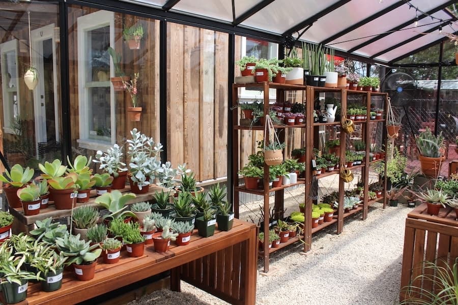 The greenhouse holds a wide variety of plants, like house plants, cacti and succulents. (Amira Van Leeuwen/Community Impact)