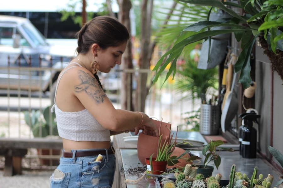 Sarahlynn Sherman, an employee at Cosmic Plant Company, repots Euphoria tirucalli, also known as "Sticks on Fire." (Amira Van Leeuwen/Community Impact)
