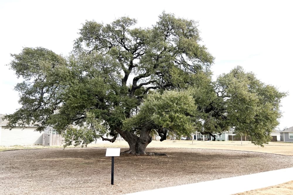 GUIDE: Learn the history of Leander's 10 oldest trees