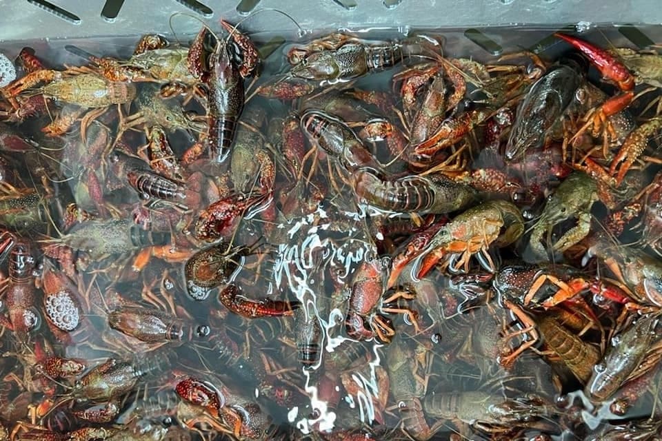 Feeder Streat now selling seafood, crawfish as food truck park renovations continue