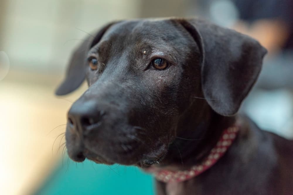 Pflugerville Animal Welfare Services triples fees for animal returns
