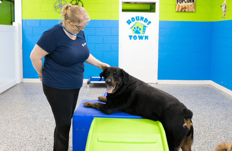 Hounds Town opens doggy day care and boarding in Oak Ridge North