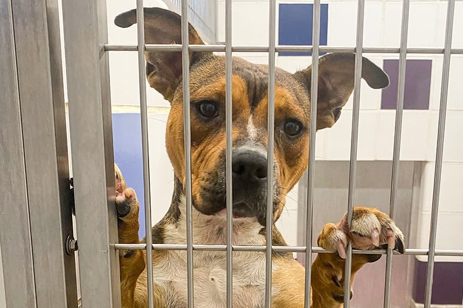 Overcoming overcrowding: Williamson County animal shelters seek solutions to mitigate population spikes