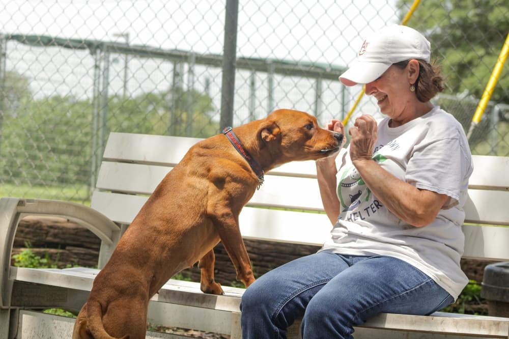 Georgetown looks to join Williamson County Regional Animal Shelter
