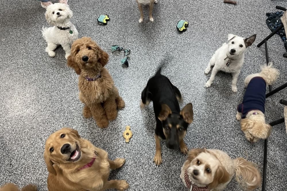New owner brings passion for animals to Sit N Stay Pet Retreat in Colleyville