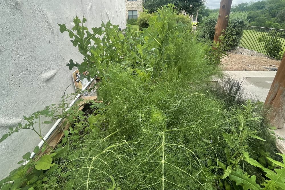 Sanctuary Holistic Kitchen's outdoor herb garden