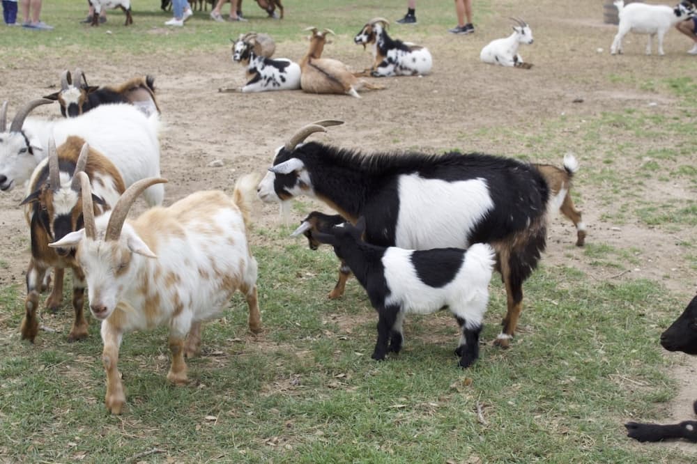 5 events in May to check out in Austin