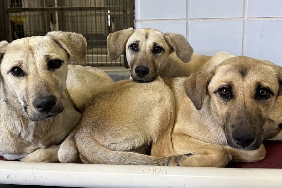 City of San Antonio boosts funding in services for mental health, animal care