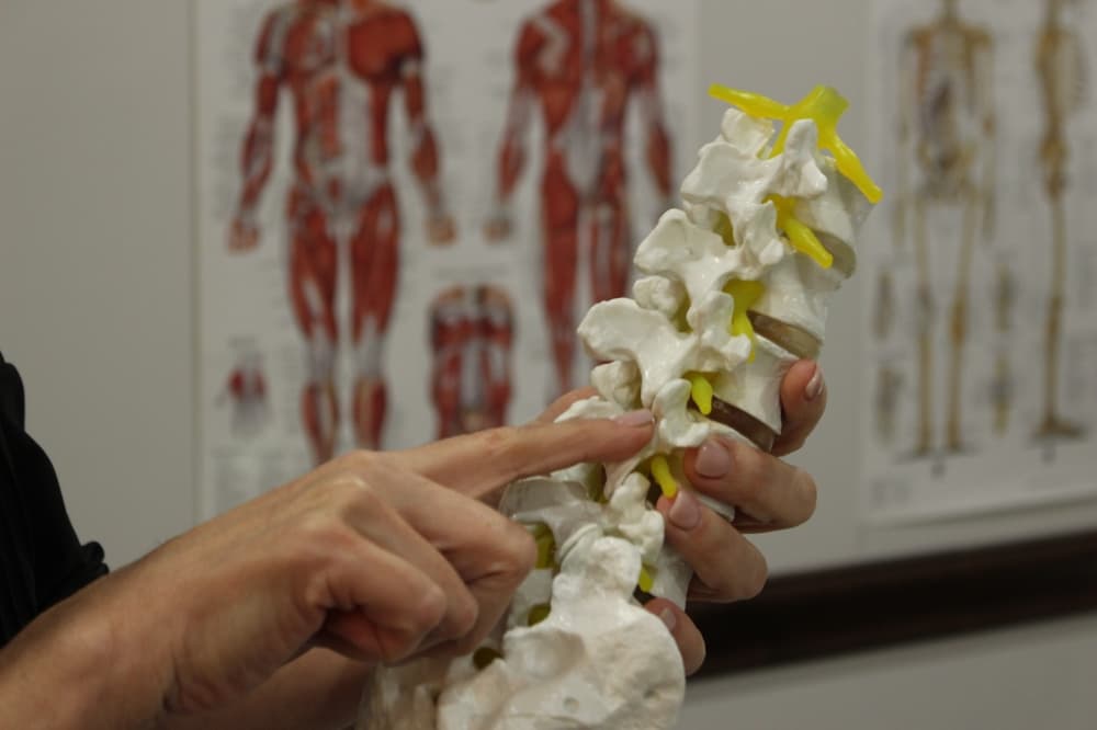 skeleton model at frisco massage therapy