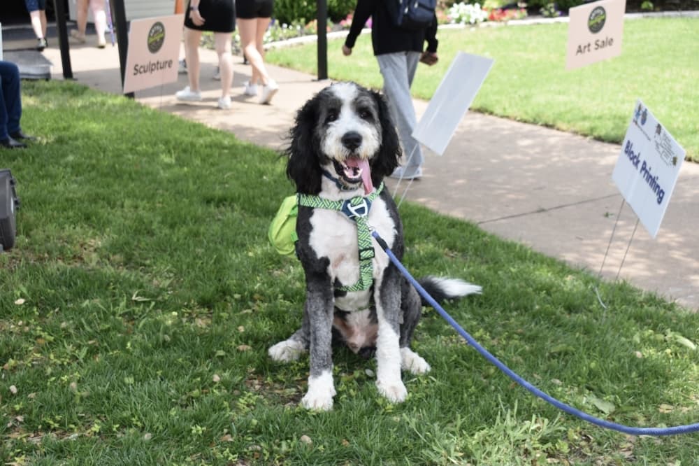 a dog sits with his tongue out