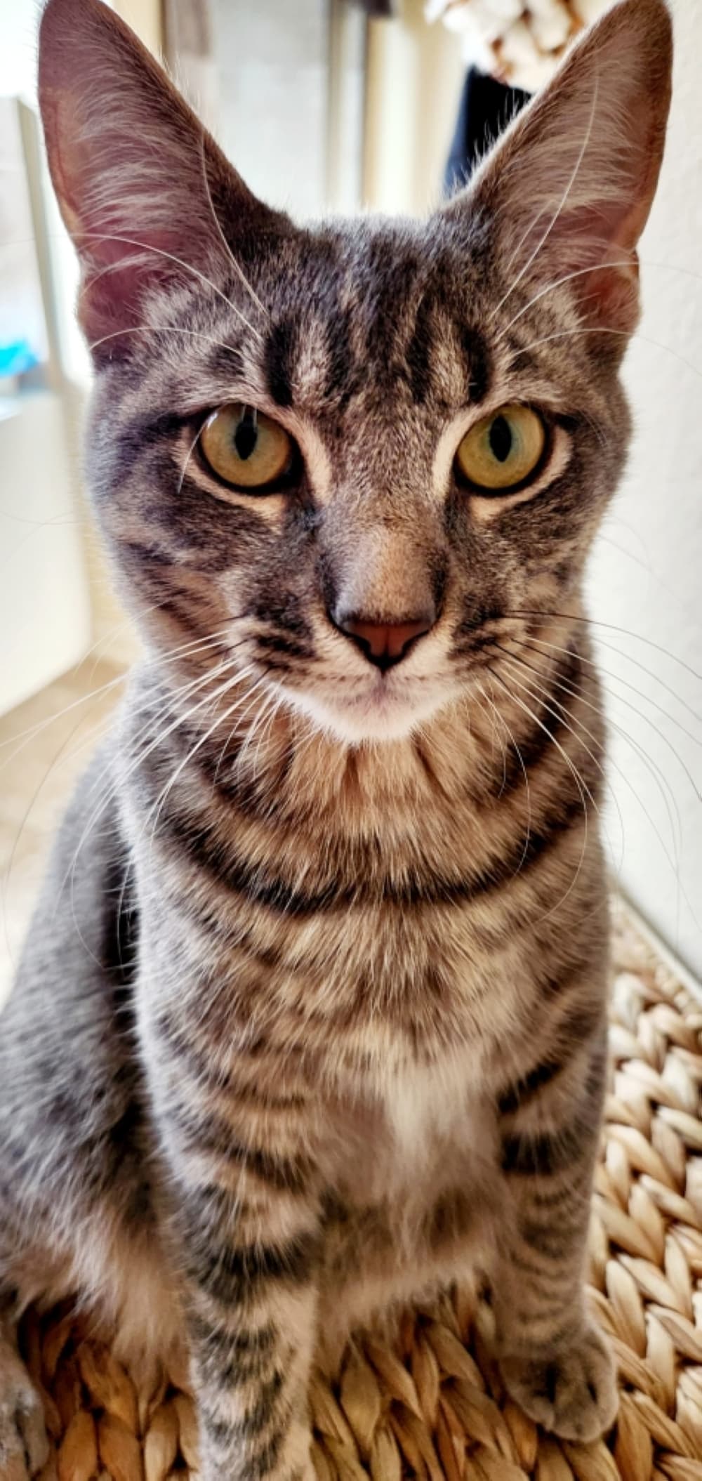 cat