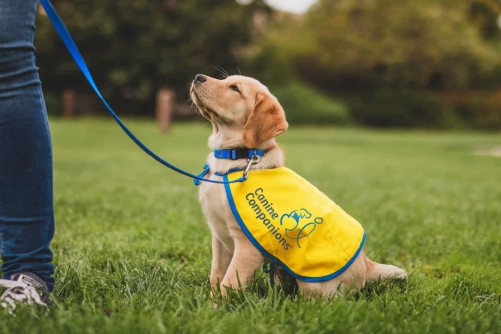 Raise a future service dog in Fort Worth