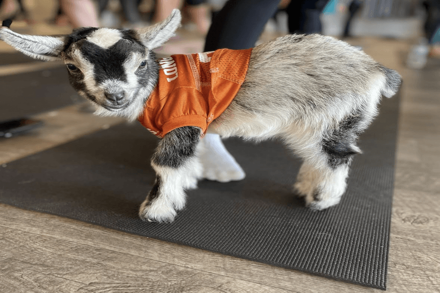 Goat yoga, Memorial Day ceremonies, more events in Bee Cave, Lakeway, Austin