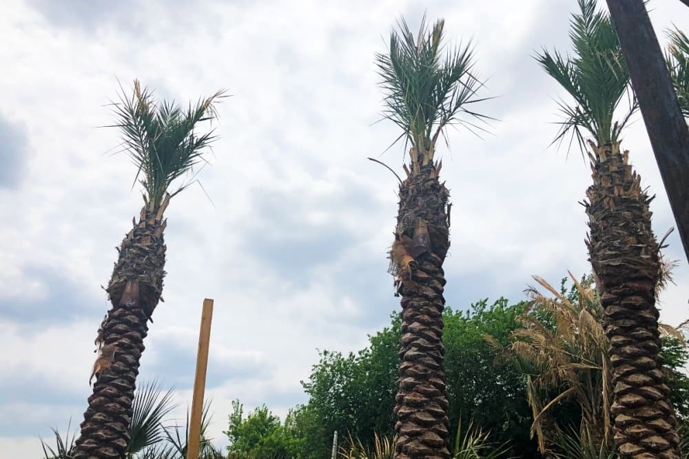 Grapevine council approves Moon Valley Nurseries conditional-use permit