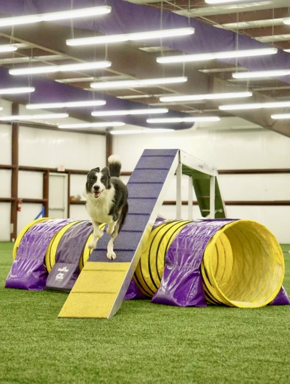 Panda, a border collie, demonstrates how to do the inside agility course. (Cassandra Jenkins/Community Impact)