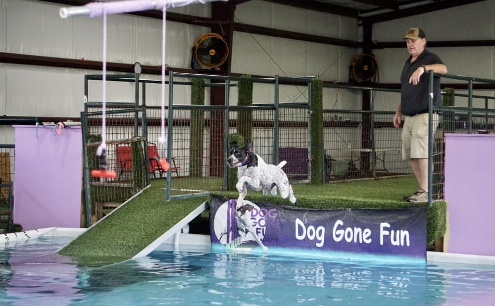 Dog Gone Fun Agility gives dogs a place to practice, play in Magnolia