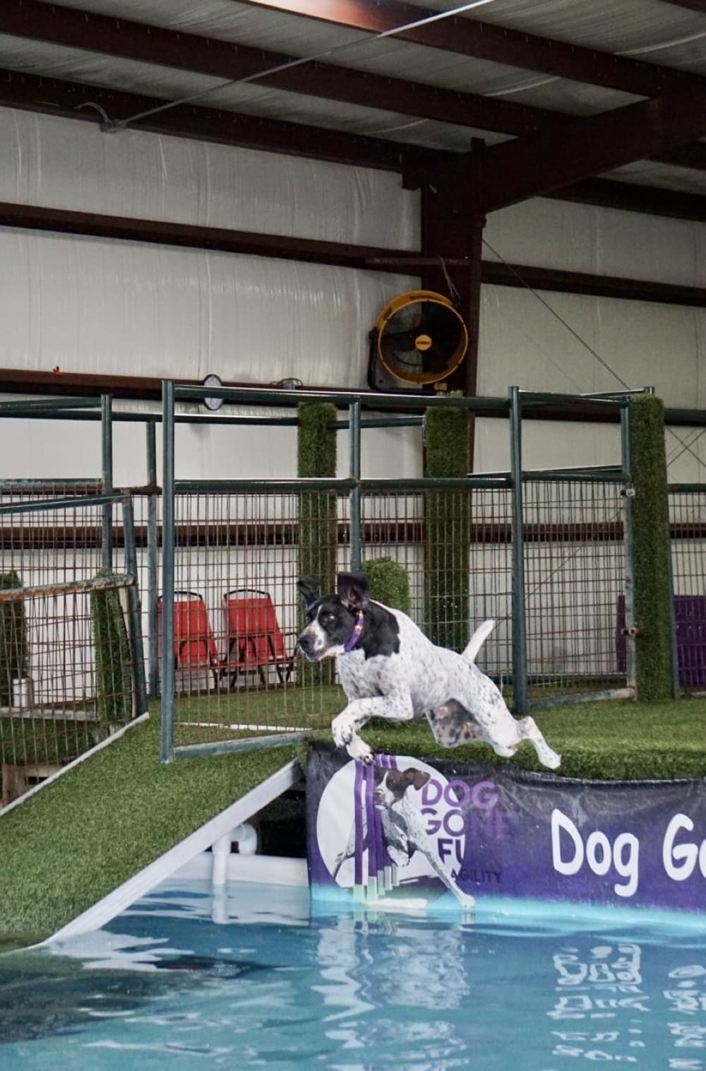 Tigger, a shorthaired Pointer, jumps off the dock into a large indoor pool. (Cassandra Jenkins/Community Impact)