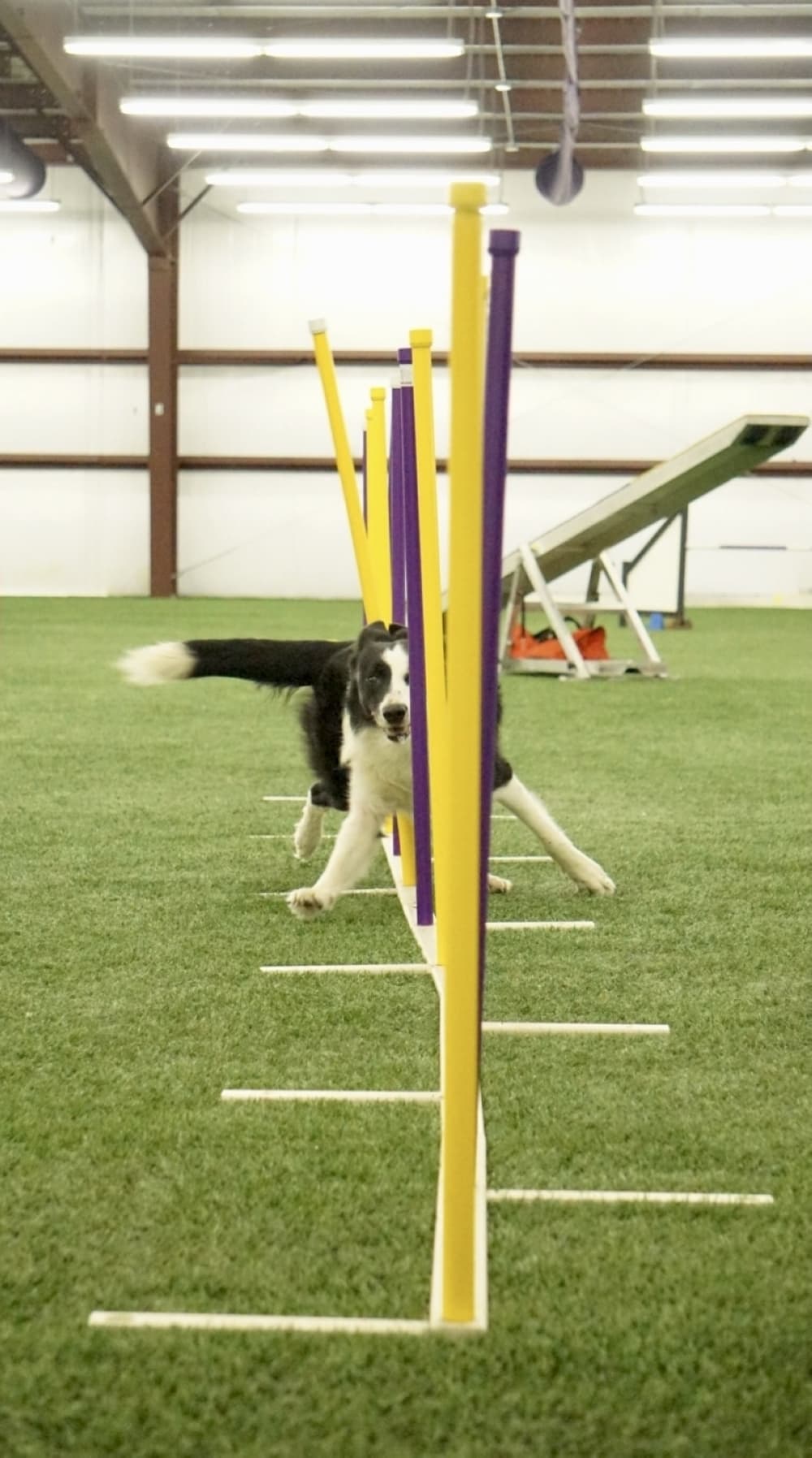 Panda, a border collie, weaves inside the obstacles courses poles. (Cassandra Jenkins/Community Impact)
