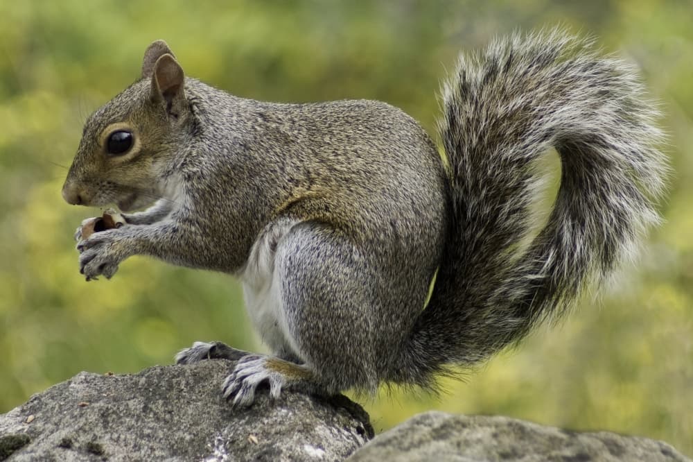Squirrels costing Williamson County 'hundreds of thousands'
