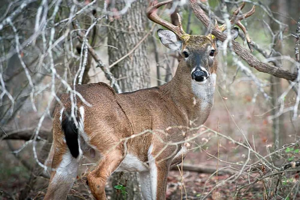 Public meetings planned after diseased deer found in Hollywood Park