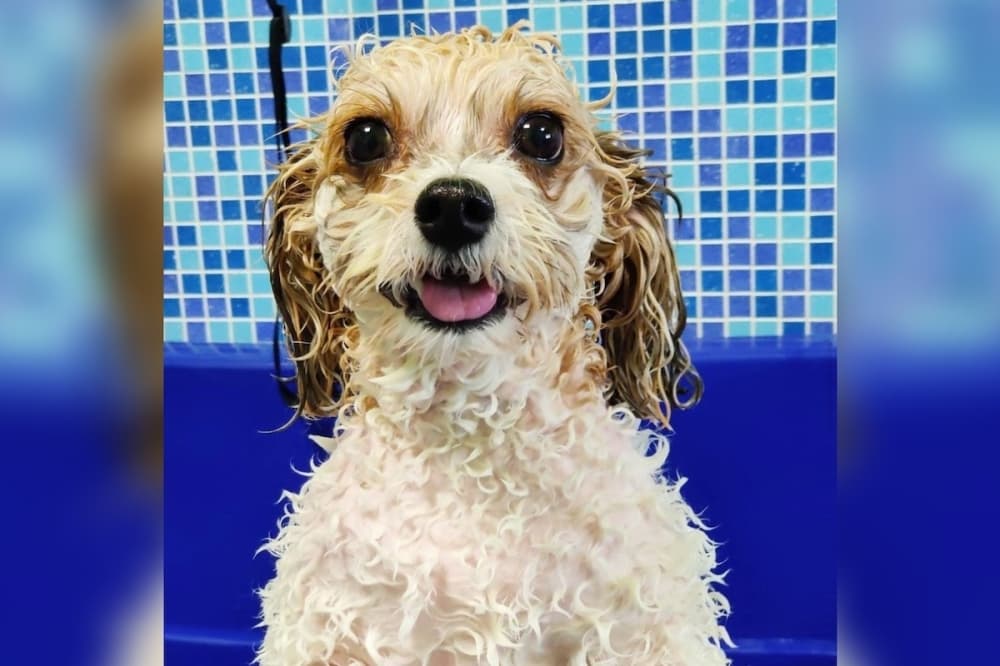 Hounds Town to open first Central Texas location in Leander this summer