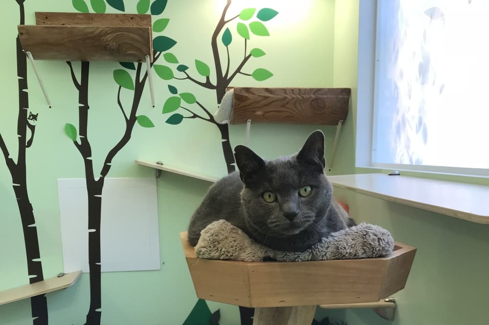 Happy Cat Hotel & Spa to bring luxury cat experience to Northwest Austin