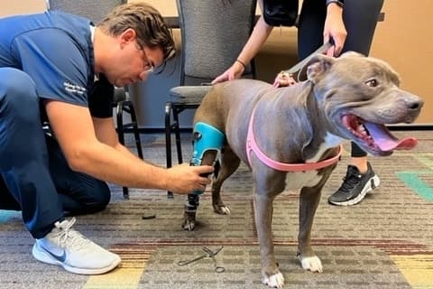 Veterinary orthotic company My Pet's Brace opens Round Rock location