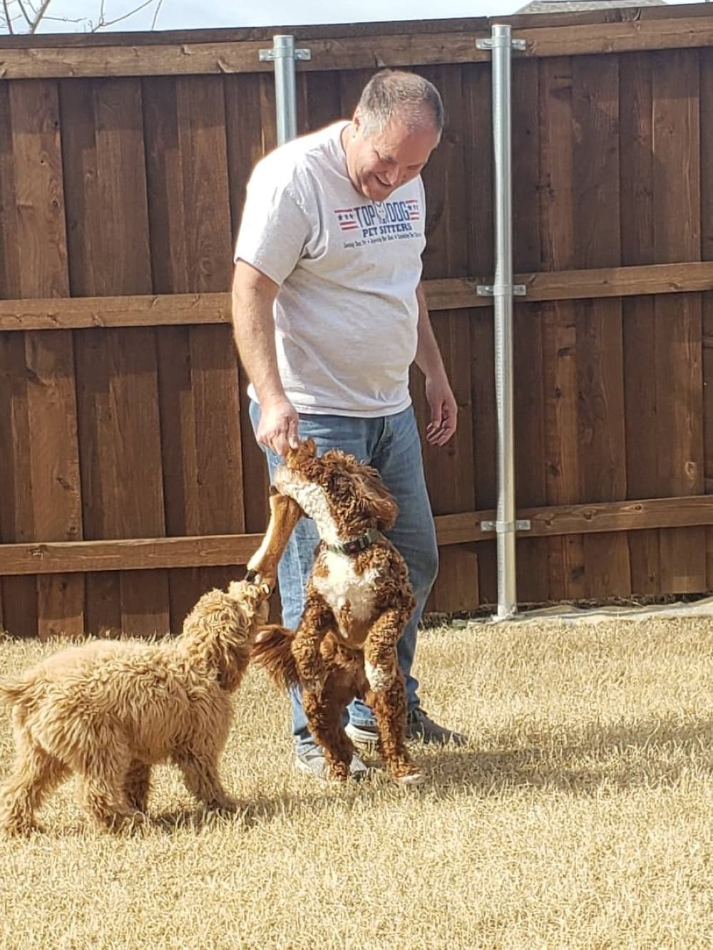 dog play