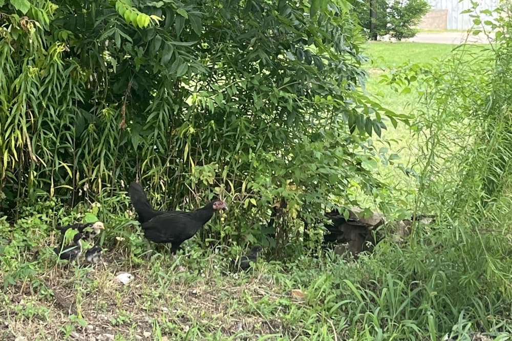 Chicken tending service flocks to Dallas