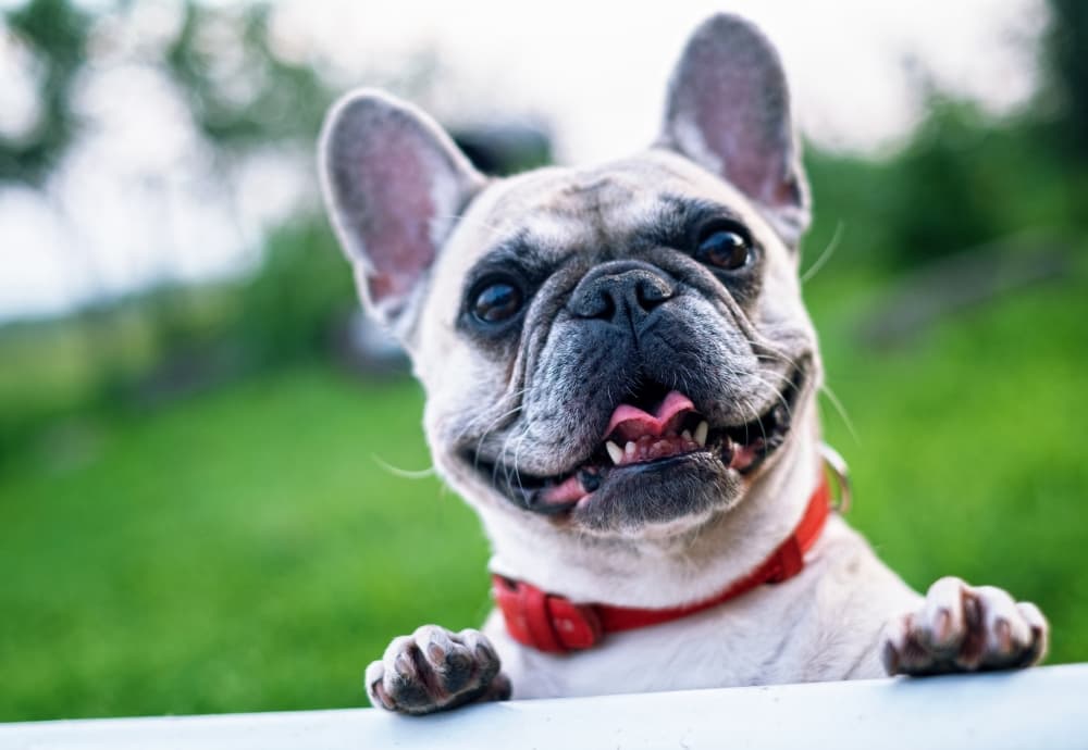 Sugar Land council approves conditional permit for animal boarding, day care facility