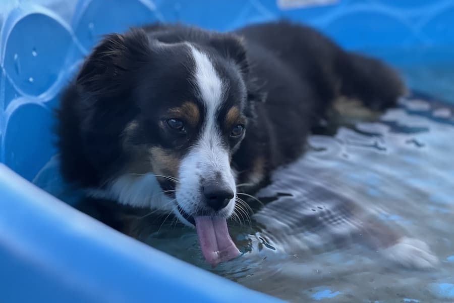 6 tips to keep dogs safe amid rising Central Texas temperatures