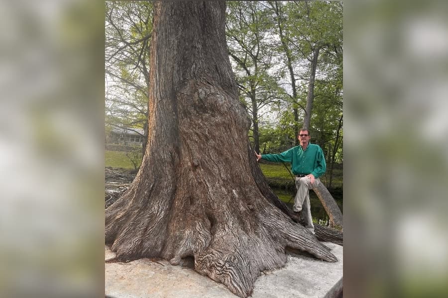 Jones Road Tree Service Q&A: What to know about tree care in northwest Houston