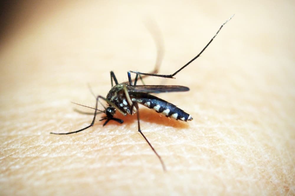 Georgetown mosquito trap tests positive for West Nile virus