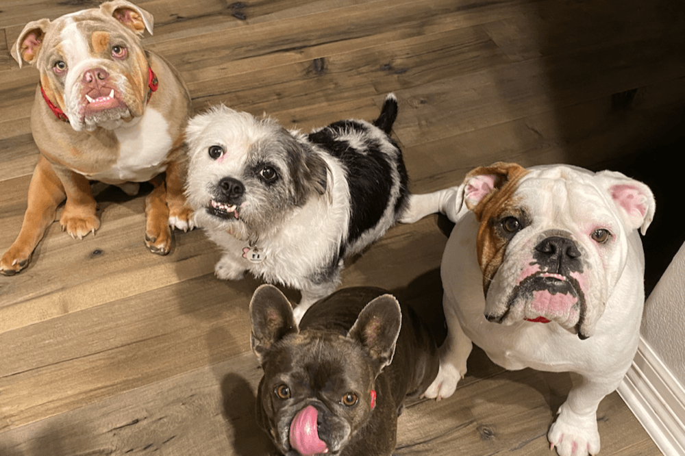 Luxury pet grooming boutique Petbar to open in Cedar Park