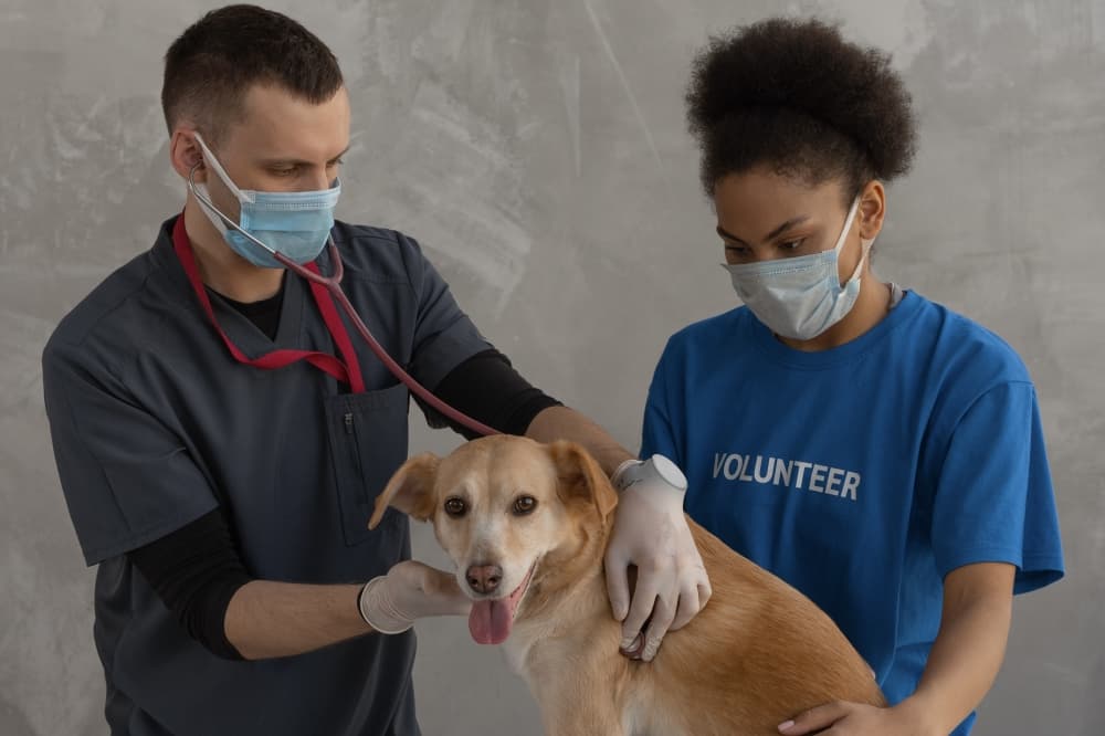 Missouri City partners with vet hospital to encourage pet microchipping