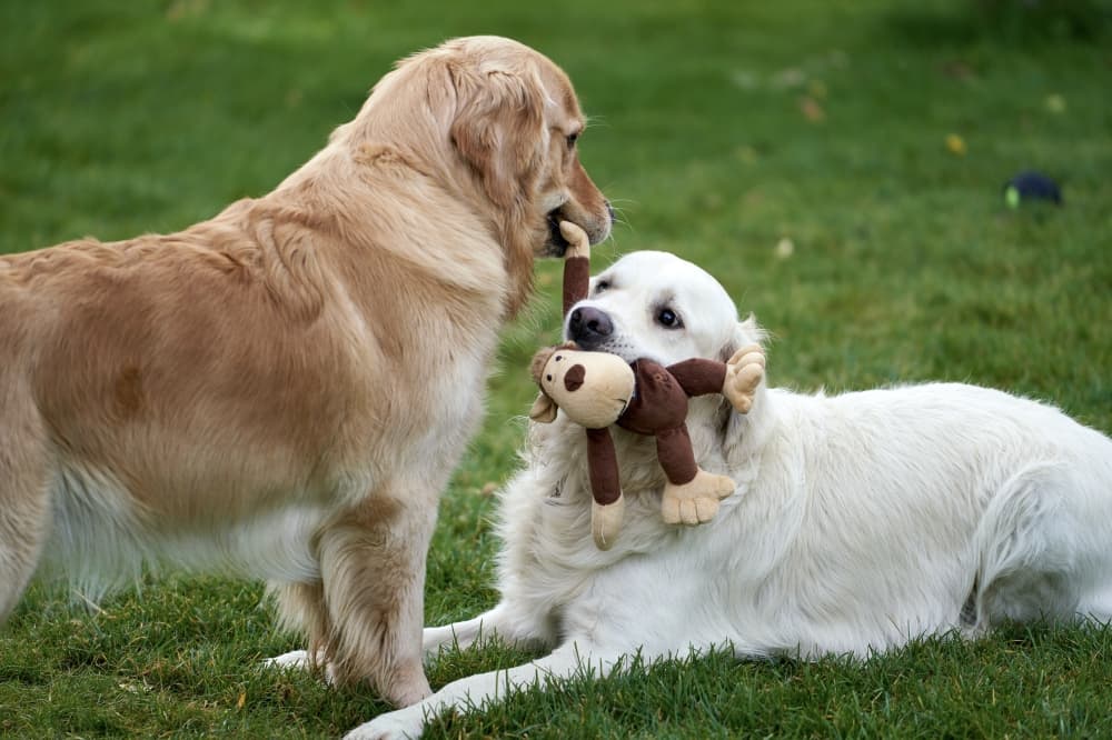 Fort Bend County to host charity event to benefit local animal shelters