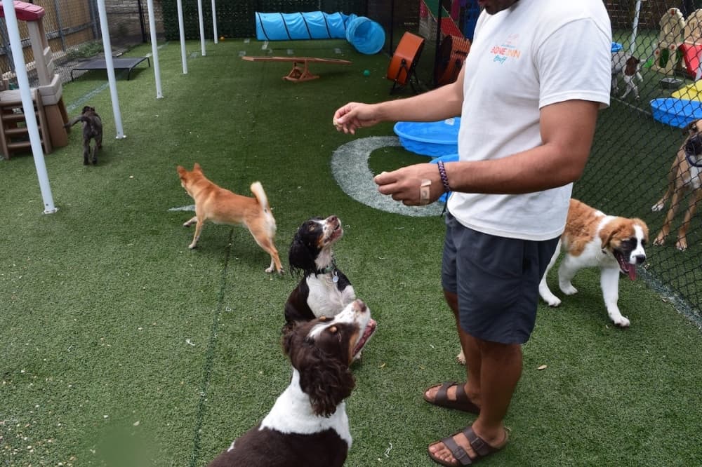 The Bone Inn now offering dog day care, boarding services in South Austin