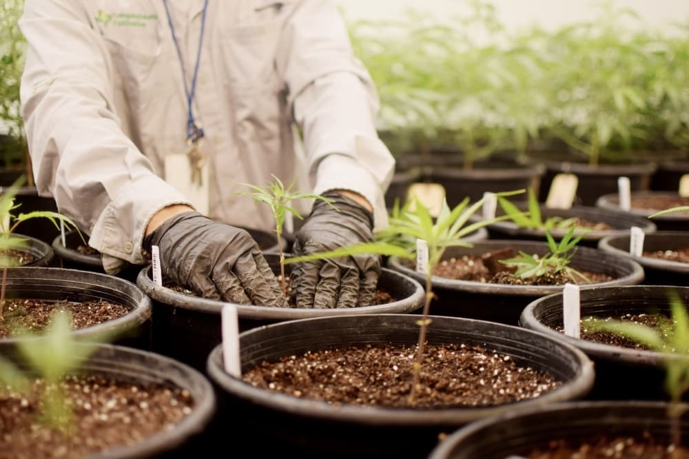 Texas Original opens first medical cannabis pickup location in The Woodlands