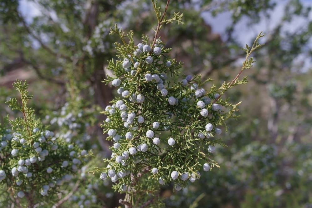 Navigating allergies in Central Texas